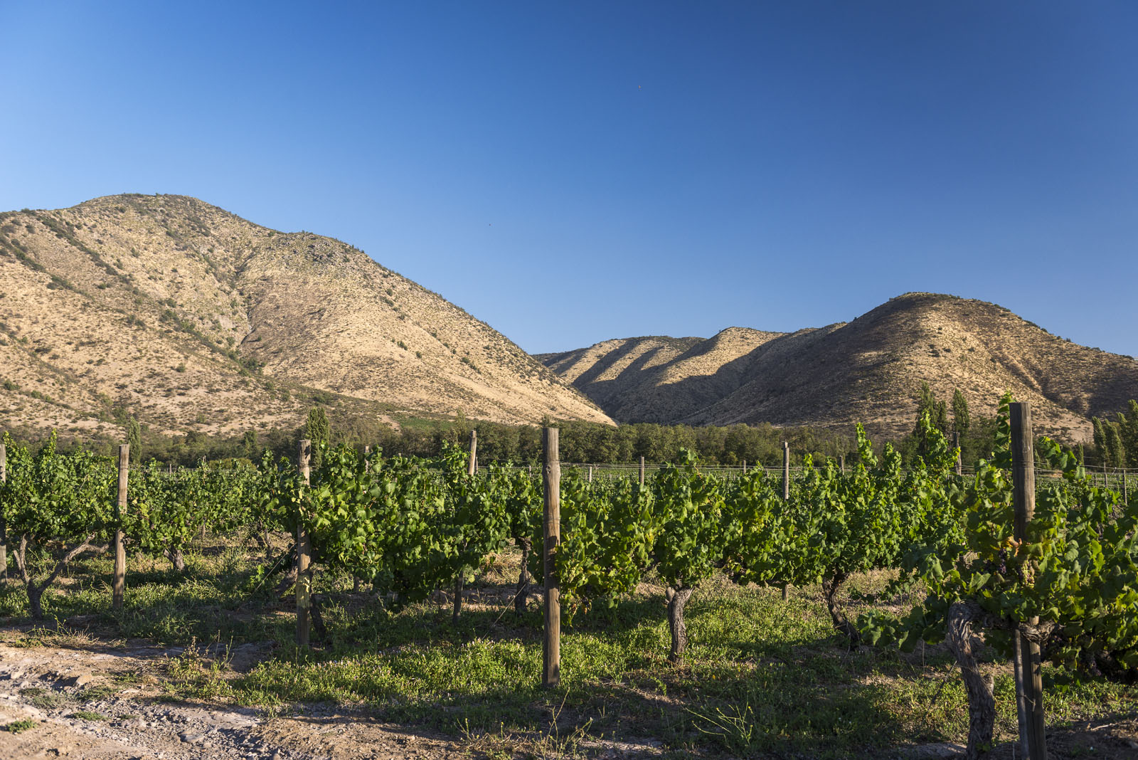 Maipo Valley